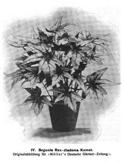 B. ‘Komet’